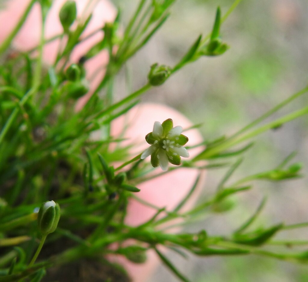 trailing pearlwort from Bastrop County, TX, USA on February 23, 2023 at