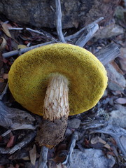 Aureoboletus russellii