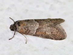 Tortricodes alternella