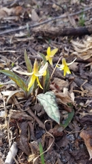 Erythronium americanum
