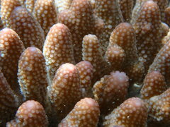 Acropora globiceps
