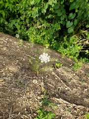 Daucus carota