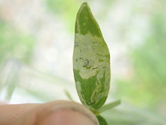 Liriomyza fricki