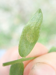 Liriomyza fricki
