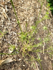 Daucus carota