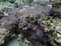 Montipora