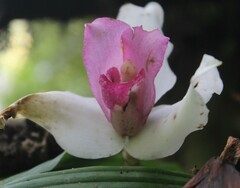 Lycaste virginalis
