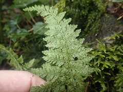 Cystopteris diaphana