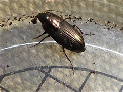 Amara similata
