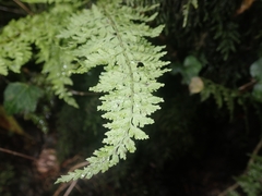 Cystopteris diaphana