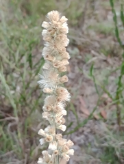 Pterocaulon virgatum