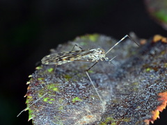 Limonia nubeculosa
