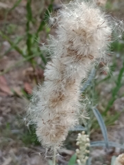 Pterocaulon virgatum