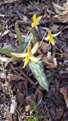 Erythronium americanum