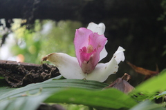 Lycaste virginalis