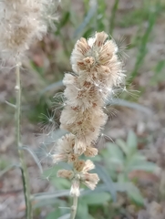 Pterocaulon virgatum