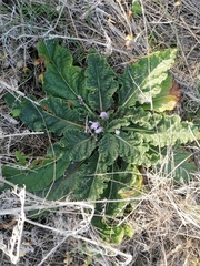 Mandragora autumnalis