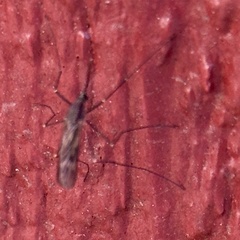 Anopheles punctipennis