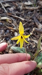 Erythronium americanum