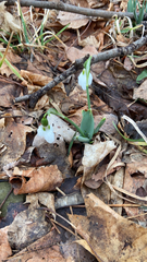 Galanthus elwesii