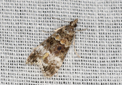 Eudonia protorthra