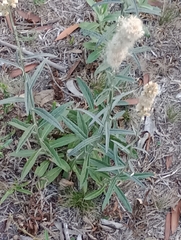 Pterocaulon virgatum