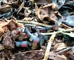 Lampropeltis micropholis