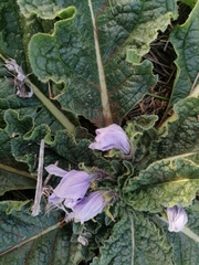 Mandragora autumnalis