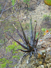 Agave kerchovei