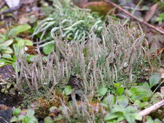 Cladonia glauca