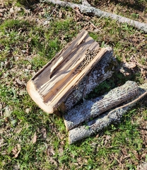 Sylvilagus aquaticus