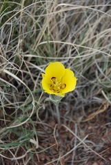 Calochortus aureus