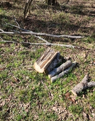 Sylvilagus aquaticus