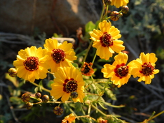 Coreopsis tinctoria