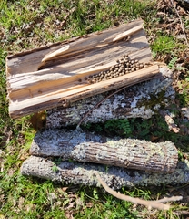 Sylvilagus aquaticus