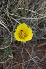 Calochortus aureus