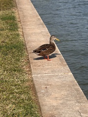 Anas platyrhynchos × fulvigula