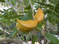 Tabernaemontana litoralis