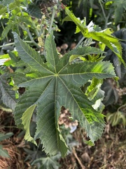 Ricinus communis