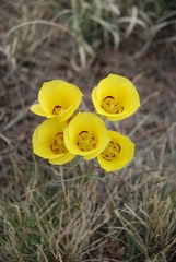 Calochortus aureus