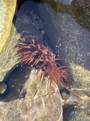 Actinia