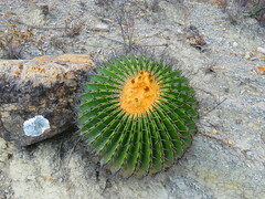 Echinocactus