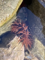 Actinia