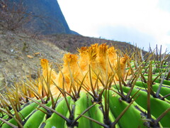 Echinocactus