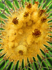 Echinocactus