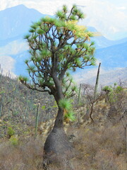 Beaucarnea