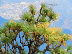 Beaucarnea