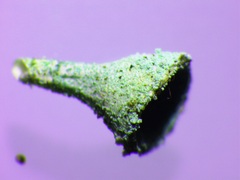 Cladonia grayi