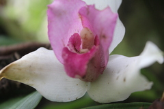 Lycaste virginalis