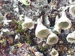 Cladonia grayi